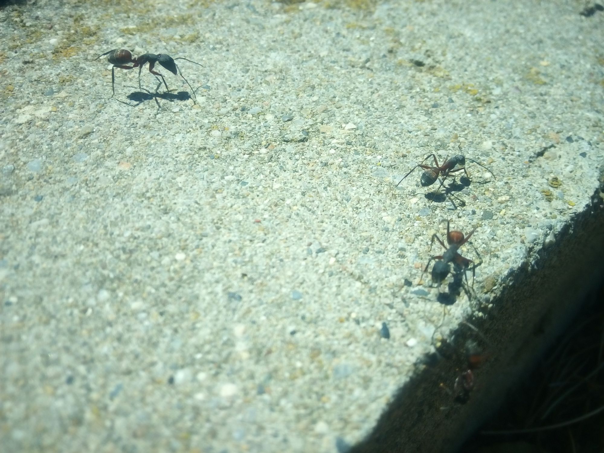 Španielske mravce sančáci..